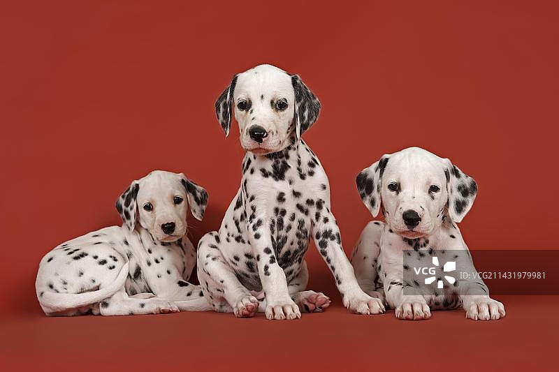 三只6周大的斑点狗幼犬图片素材