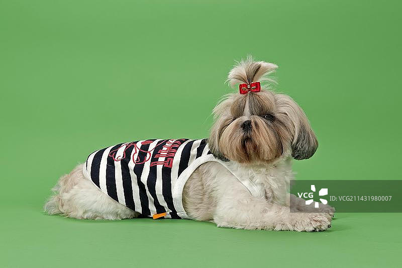 穿着宠物服装的白色金色3岁西施犬图片素材