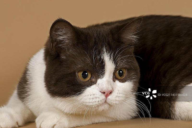 英国长毛猫，4岁，巧克力重点色图片素材