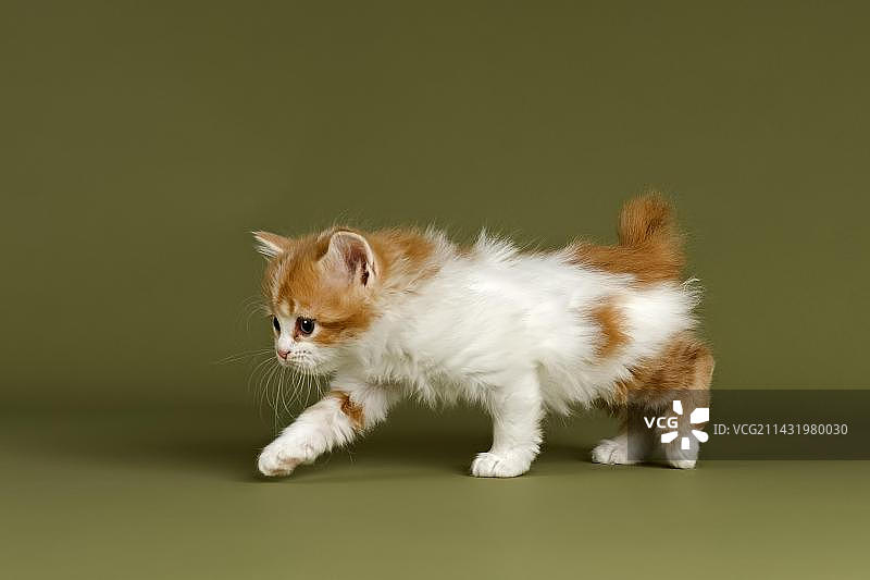 红色短尾曼岛猫幼猫图片素材