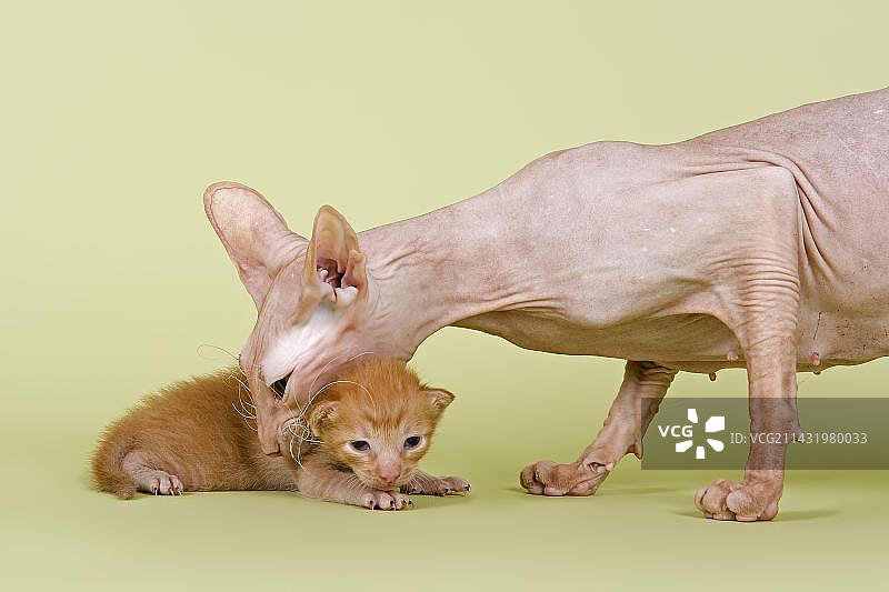 彼得秃猫：母猫叼着两周大的小猫的脖子图片素材