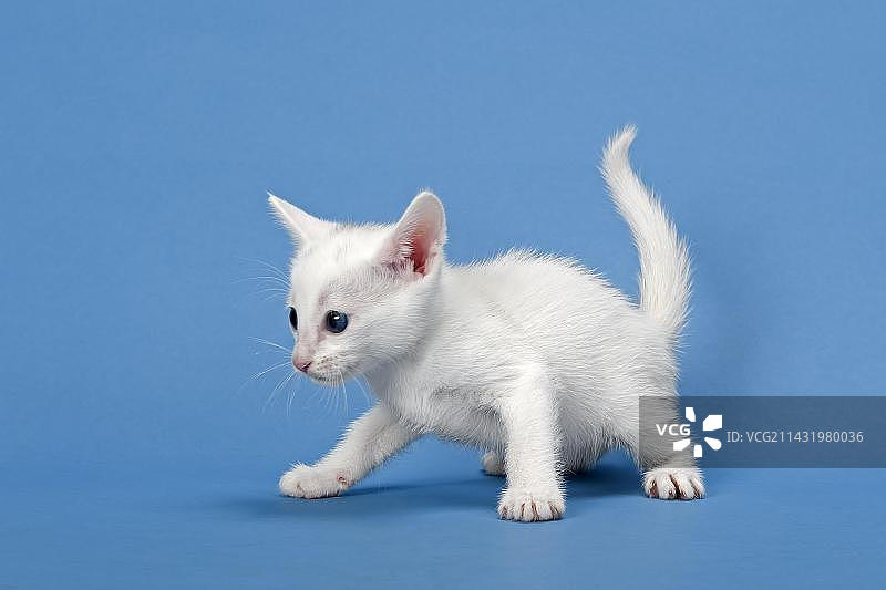 4周大的白色塞伦盖蒂猫图片素材