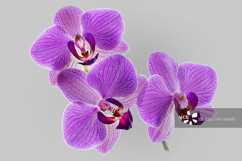 紫色蝴蝶兰图片素材