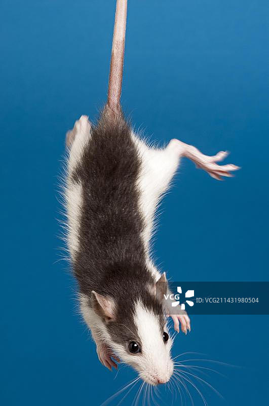一只老鼠（Rattus）被抓住尾巴图片素材