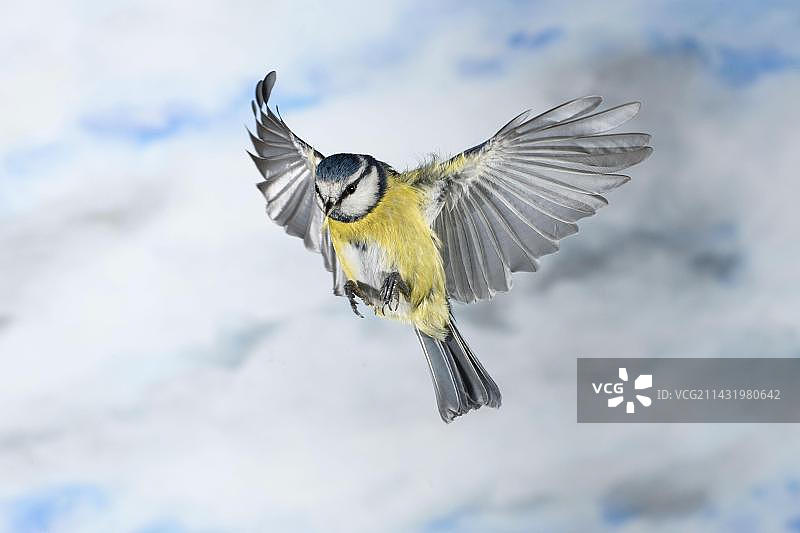 飞行中的蓝山雀，德国北莱茵-威斯特法伦州图片素材