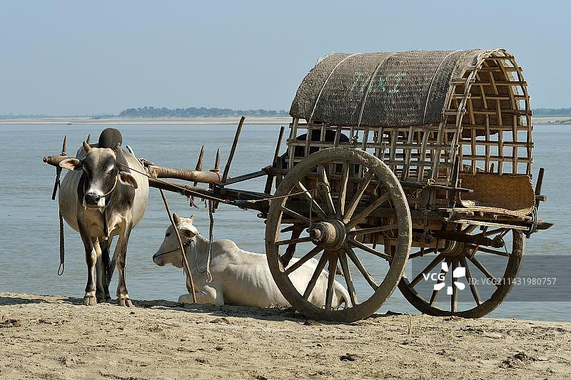曼德勒省敏贡的牛车农民图片素材