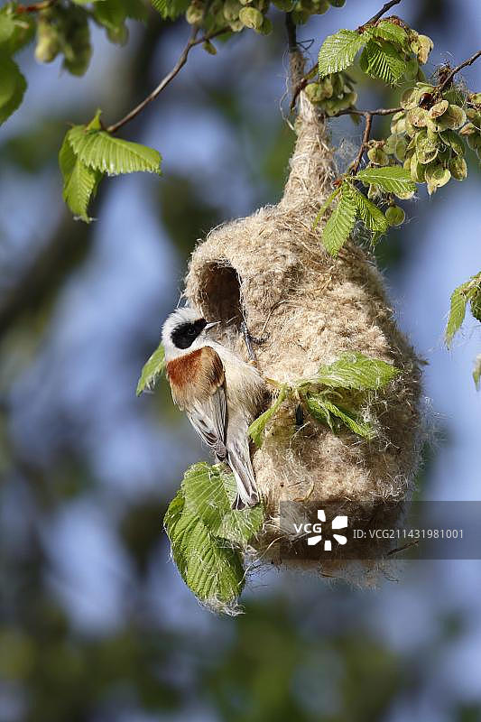 欧亚攀雀（Remiz pendulinus）正在筑巢，德国萨克森-安哈尔特州图片素材