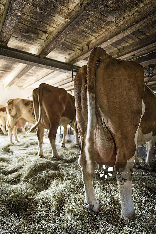 谷仓里的牛群，位于德国巴伐利亚州施塔费尔湖畔的泽豪森图片素材