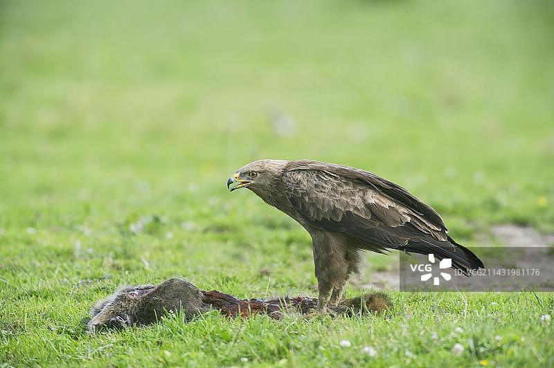 Feldberger Seenplatte的小斑点鹰，德国勃兰登堡图片素材