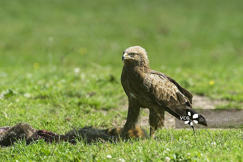 Feldberger Seenplatte的小斑点鹰，德国勃兰登堡图片素材