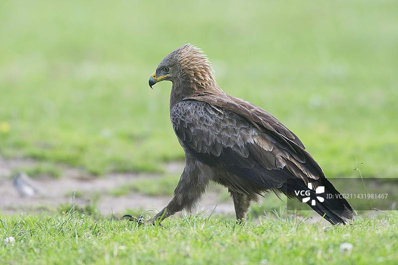 德国勃兰登堡费尔德贝格湖区的小斑鹰图片素材