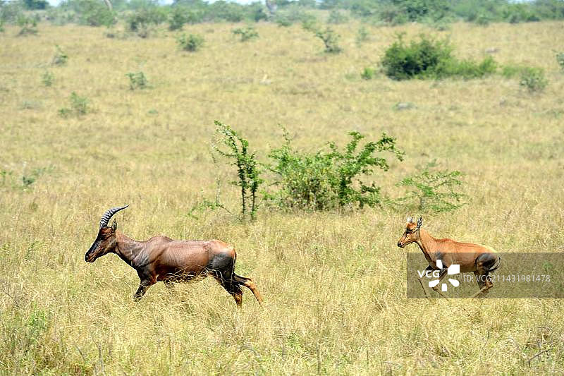 长角羚在非洲卢旺达阿卡盖拉国家公园奔跑图片素材