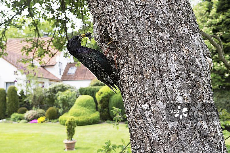 德国北莱茵-威斯特法伦：果树繁殖期的八哥图片素材