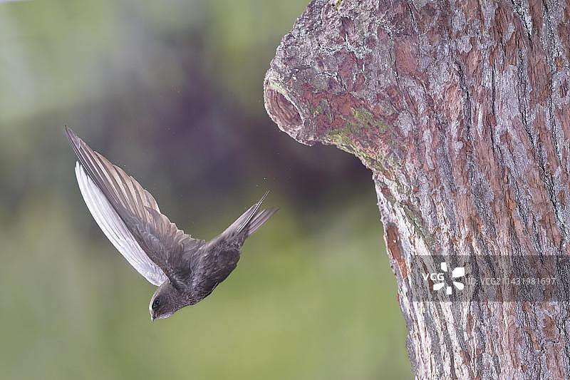 普通雨燕从啄木鸟洞穴起飞，德国哈尔茨山区赛尔克塔尔图片素材