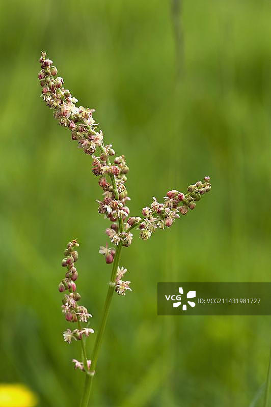 酢浆草花穗，产自英国伯克郡草地图片素材