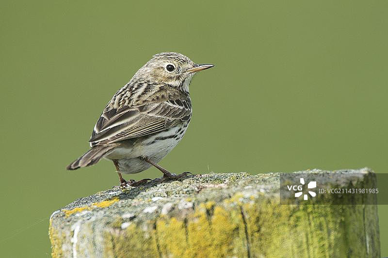 草地鹨，奥克斯穆尔自然保护区，迪普霍尔茨附近的迪默尔湖，下萨克森州，德国，欧洲图片素材