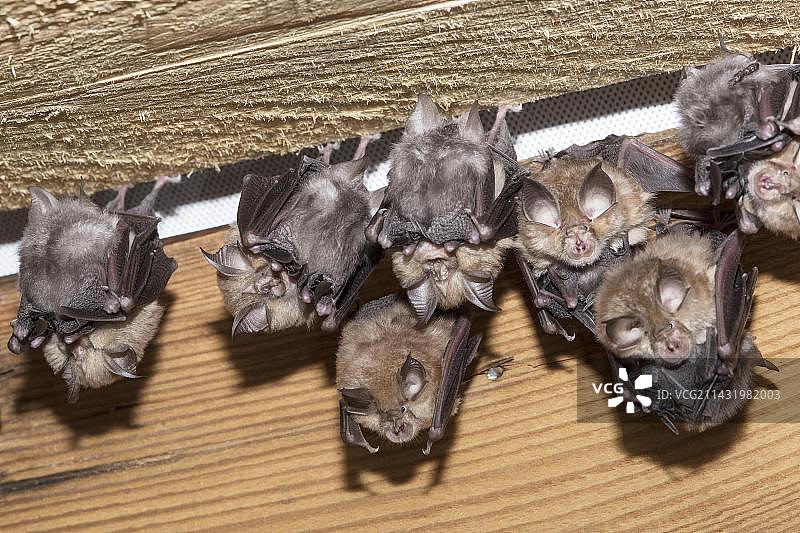 小蹄鼻蝠幼崽，德国图林根州，勃兰登堡州图片素材