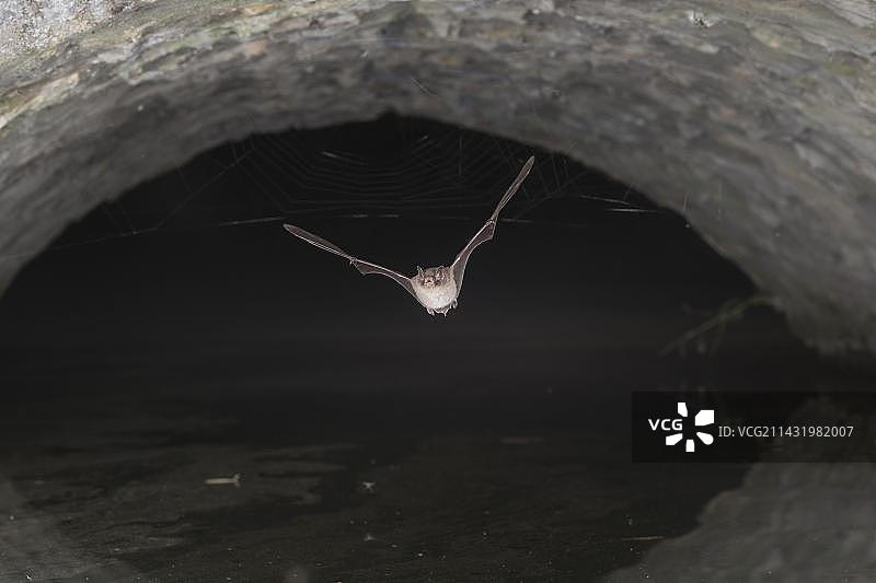 德国北莱茵-威斯特法伦州布斯泰特城堡护城河上的水蝙蝠图片素材