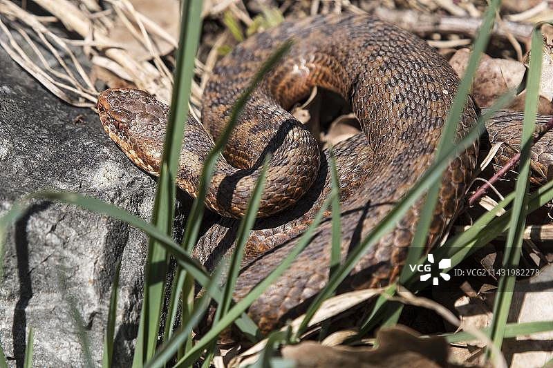 北莱茵-威斯特法伦的蝰蛇图片素材
