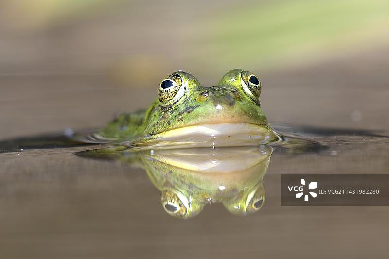 德国北莱茵-威斯特法伦州食用蛙图片素材