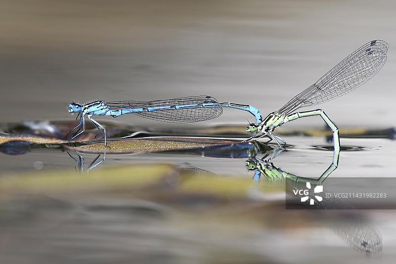 一对蓝色豆娘，北莱茵-威斯特法伦州，德国，欧洲图片素材