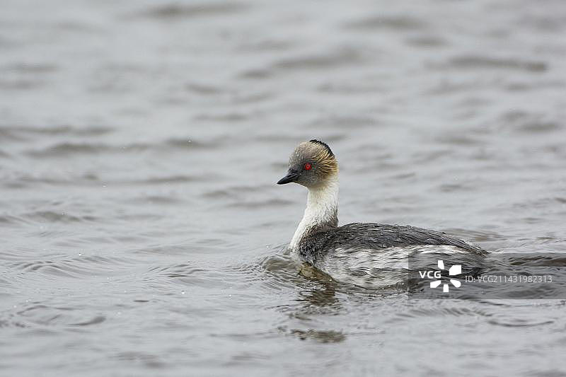 鹅卵石岛，印加䴙䴘，马尔维纳斯群岛，英国，南美洲图片素材