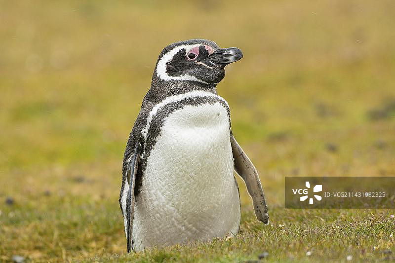 卡尔卡斯岛，麦哲伦企鹅，福克兰群岛，英国，南美洲图片素材