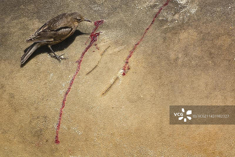 海狮岛单色滨鸟，福克兰群岛，英国，南美洲图片素材