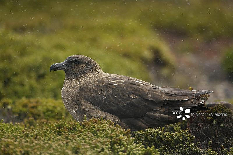 卡克斯岛，亚南极贼鸥，福克兰群岛，英国，南美洲图片素材