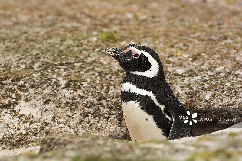 卡克斯岛，麦哲伦企鹅在巢穴，福克兰群岛，英国，南美洲图片素材