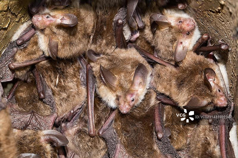 贝氏鼠耳蝠与鸟巢箱图片素材