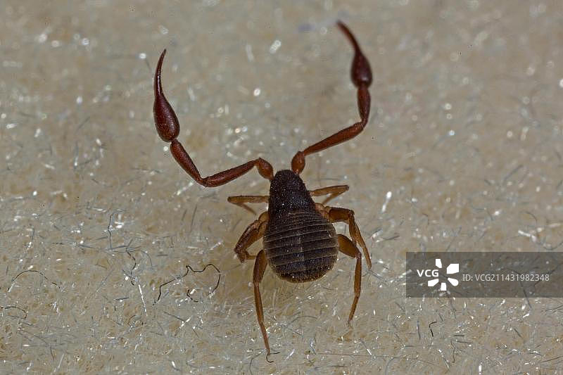 书本蝎图片素材