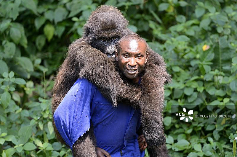 动物管理员安德烈·博马与山地大猩猩幼崽（贝氏猩猩）玩耍，塞恩奎克维孤儿中心，鲁芒加博，刚果民主共和国维龙加国家公园图片素材