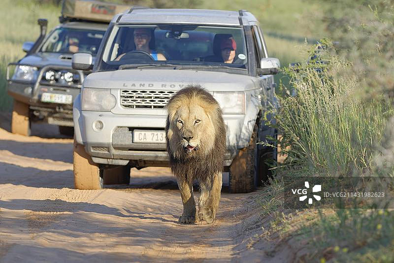 受伤的雄性黑鬃狮(Panthera leo melanochaita)在路上行走图片素材