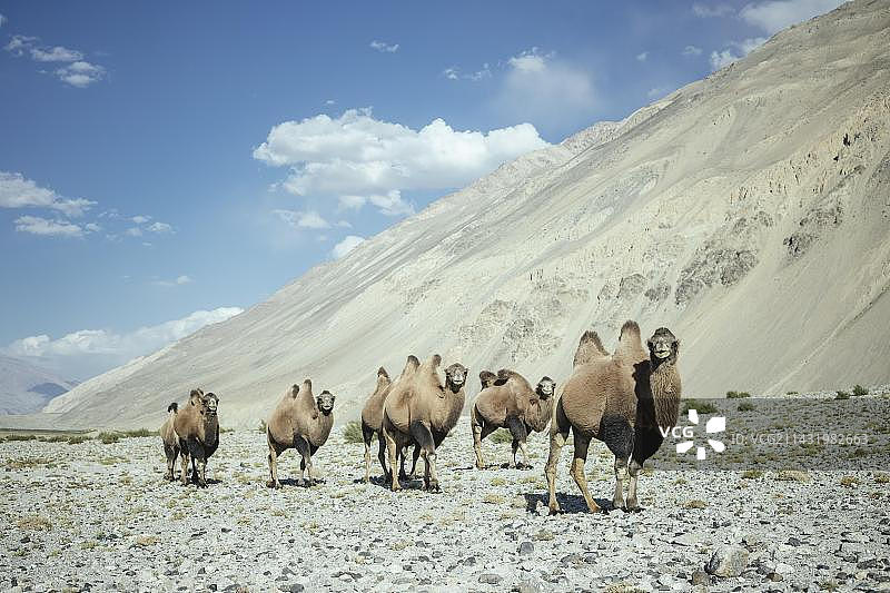 阿富汗瓦罕走廊的巴克特里亚骆驼图片素材