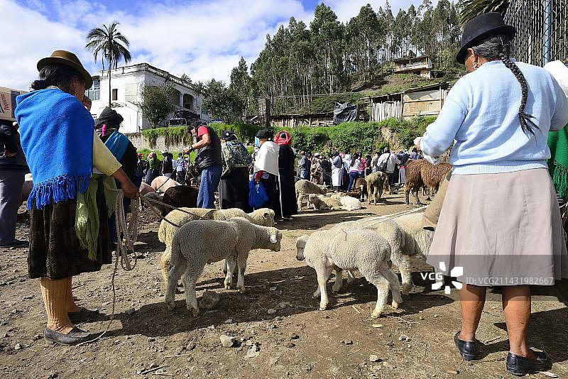 厄瓜多尔因巴布拉省奥塔瓦洛每周牲畜市场的土著妇女和羔羊图片素材