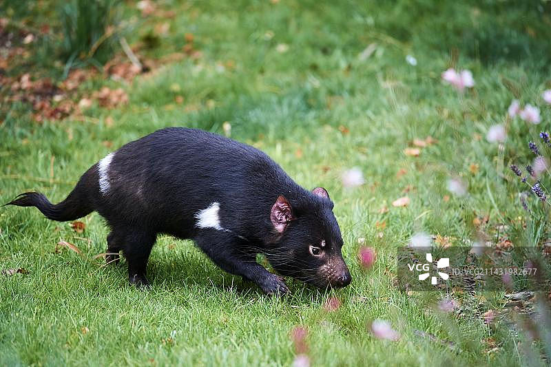 袋獾（Sarcophilus harrisii），圈养于法国博瓦尔动物园图片素材