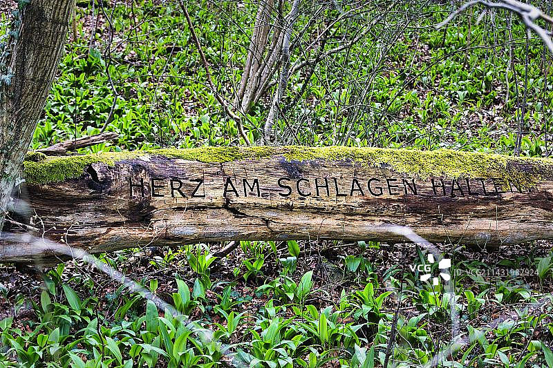 森林地面上的苔藓树干，树皮上刻有铭文，德国布拉克尔雷德城堡公园的短暂象征图像图片素材