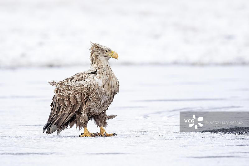 白尾海雕（Haliaeetus albicilla）成年雌鸟在结冰的湖面上觅食，波兰中部图片素材