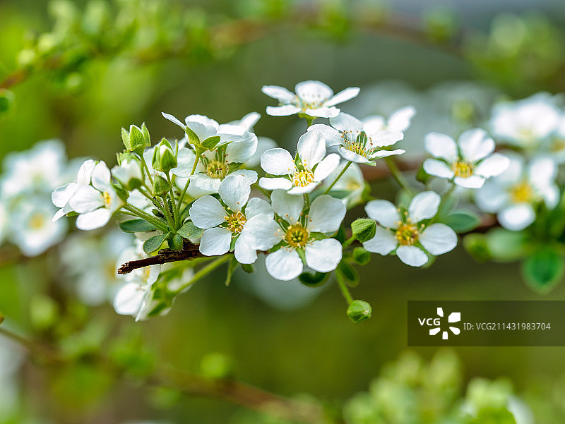 植物雪柳喷雪花特写图片素材