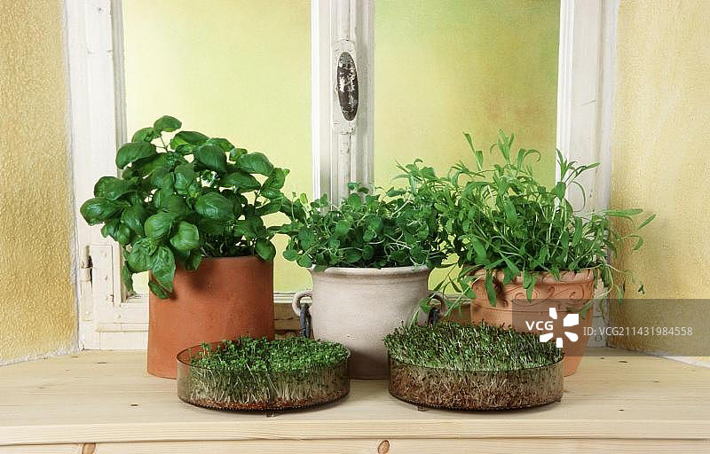 窗台上的香草盆栽：罗勒、马郁兰、龙蒿和发芽芽孢图片素材