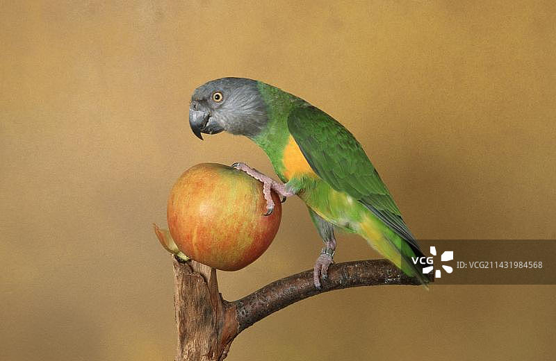 演播室内手持苹果的塞内加尔鹦鹉图片素材