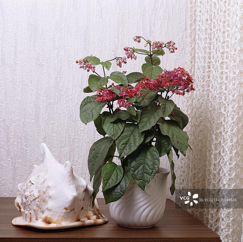 龙吐珠，观赏性马鞭草，花盆，室内开花植物图片素材