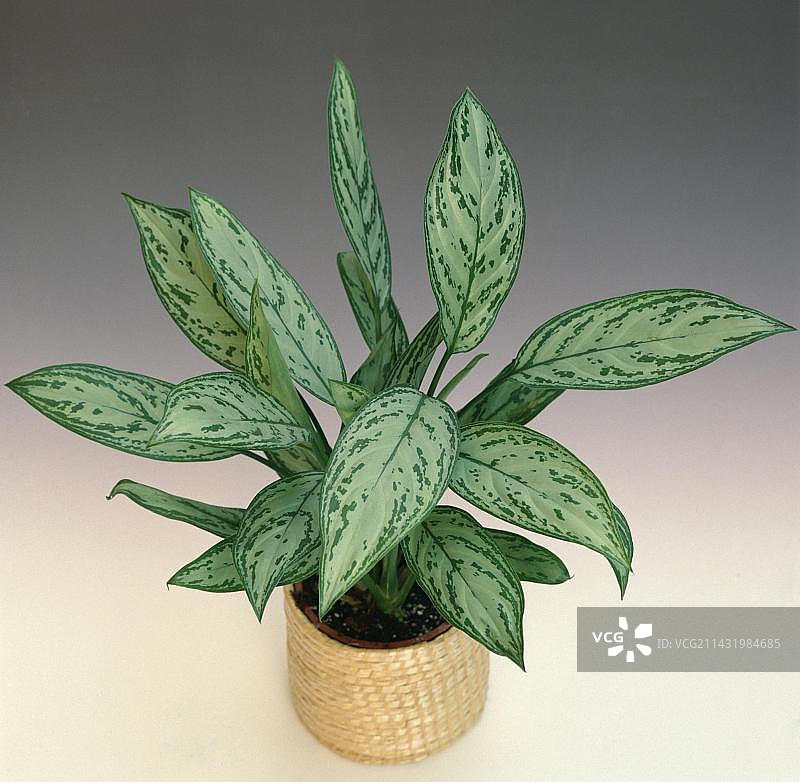 万年青杂交品种盆栽图片素材