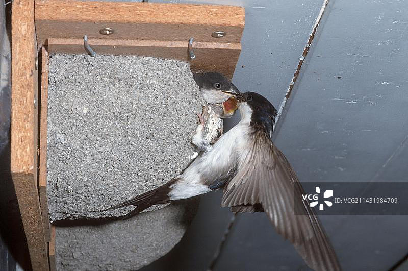 家燕与幼鸟在巢中，德国黑森州，欧洲图片素材