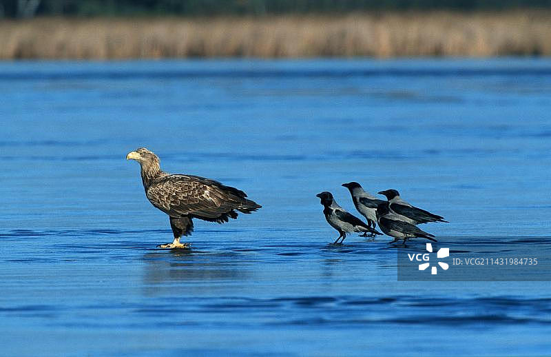 白尾海雕和乌鸦，德国勃兰登堡图片素材
