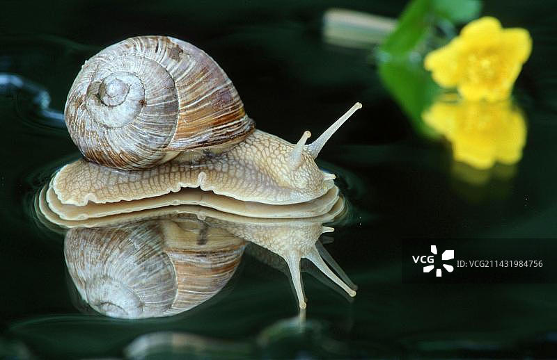 勃艮第蜗牛，德国，欧洲图片素材