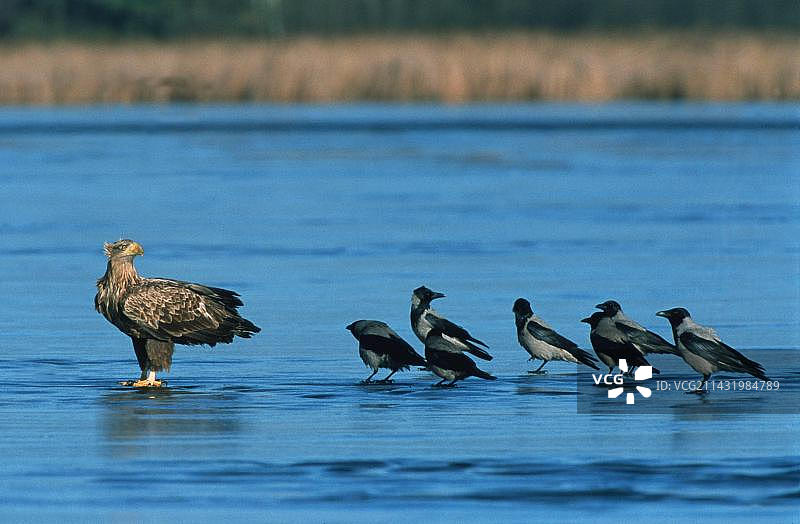 白尾海雕与寒鸦在勃兰登堡的冰面上（德国）图片素材