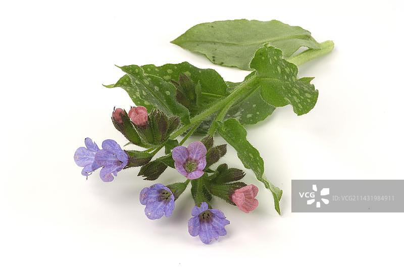 肺草，普通肺草（Pulmonaria officinalis），室内，工作室图片素材