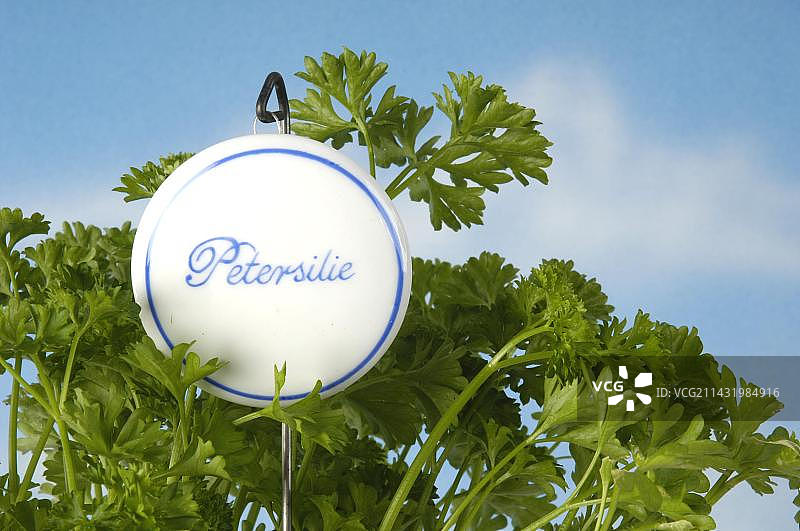 香芹（皱叶欧芹），室内拍摄，伞形科植物图片素材